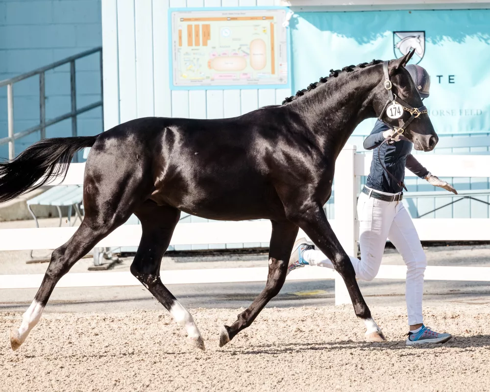 Finest Hour BC at Dressage At Devon 2019