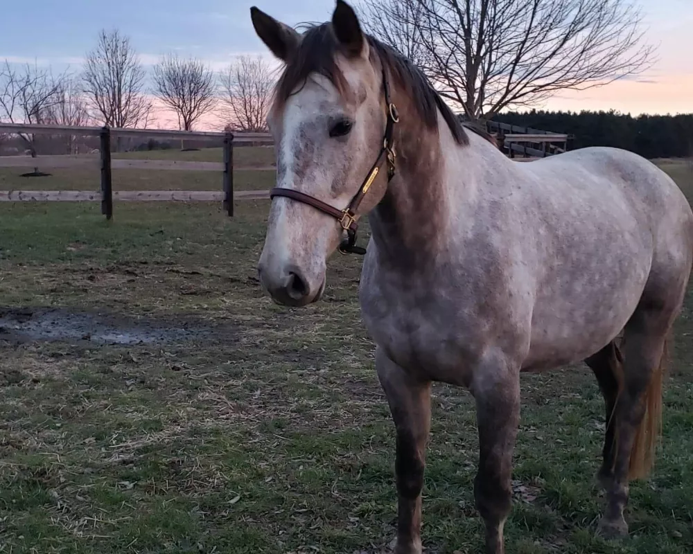 Luna Dec 2019