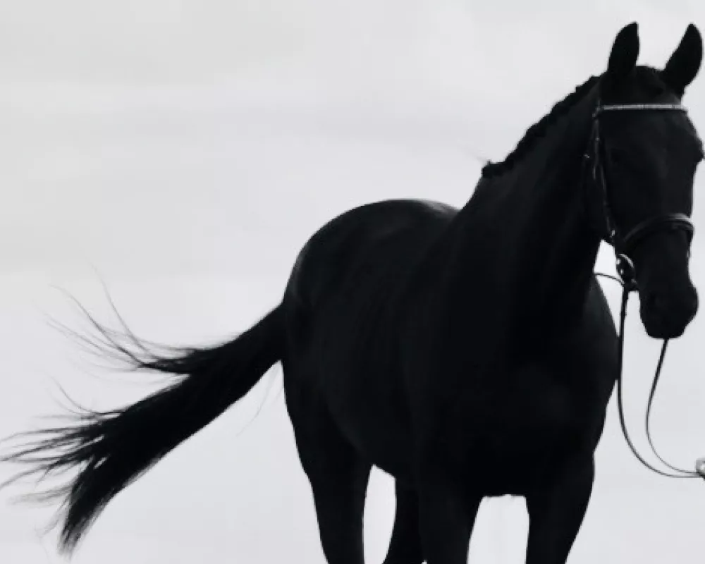 Black Sport Horse Prospect 