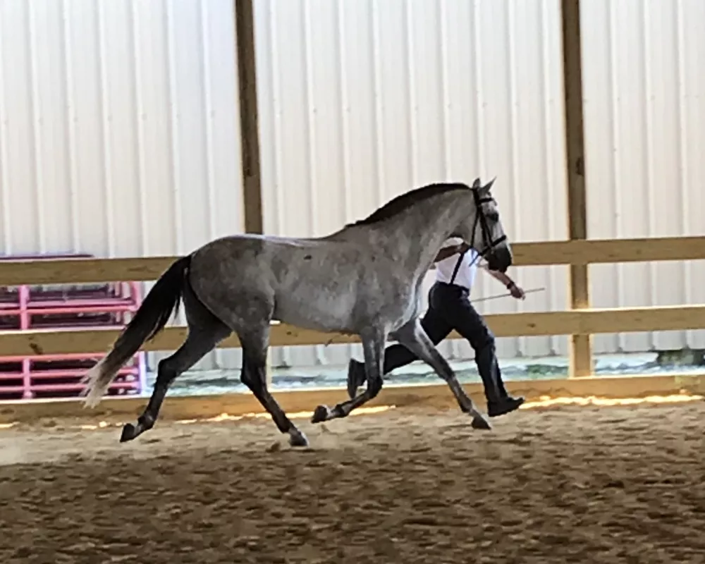 RHF Levante showing Sport Horse in hand earning 77%