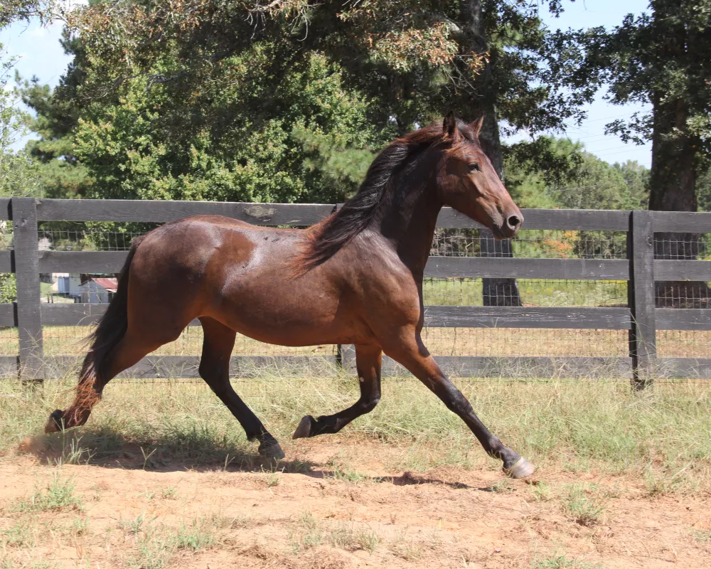 Starfires Hercules reg bay IGGHR horse