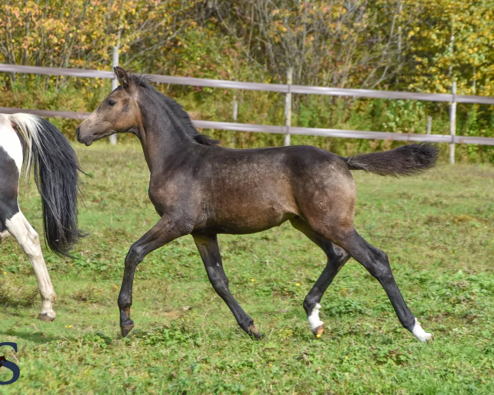 Quantum Lover LS as a 4 months old