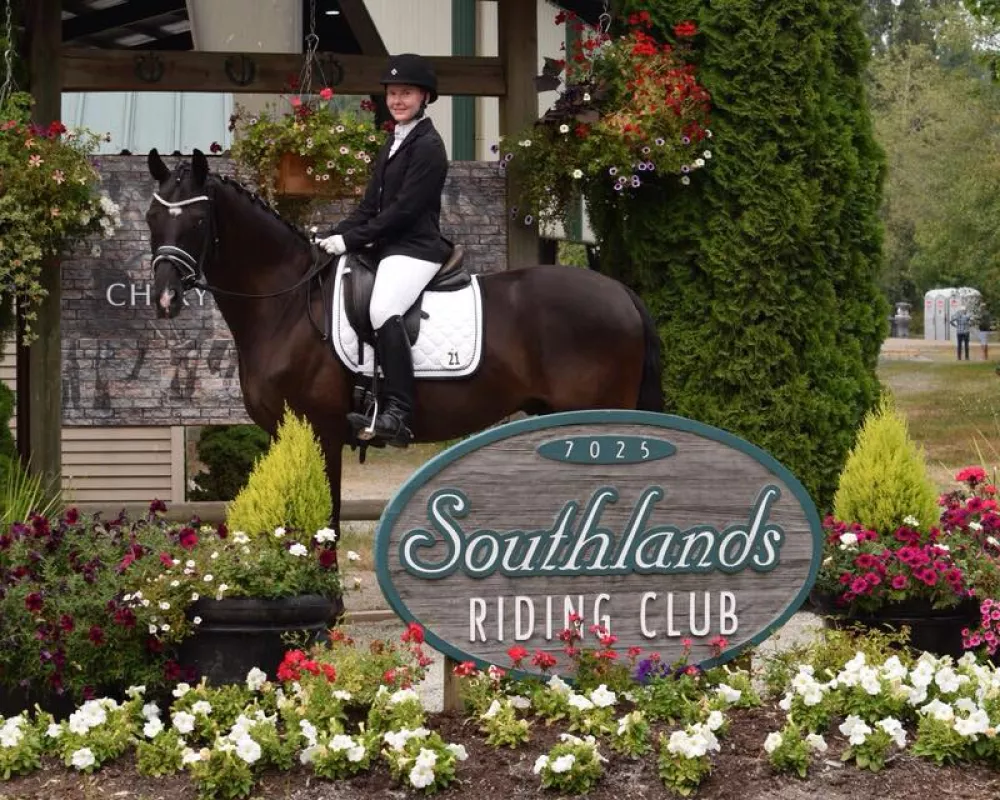 Photo of a black warmblood gelding turned out for show