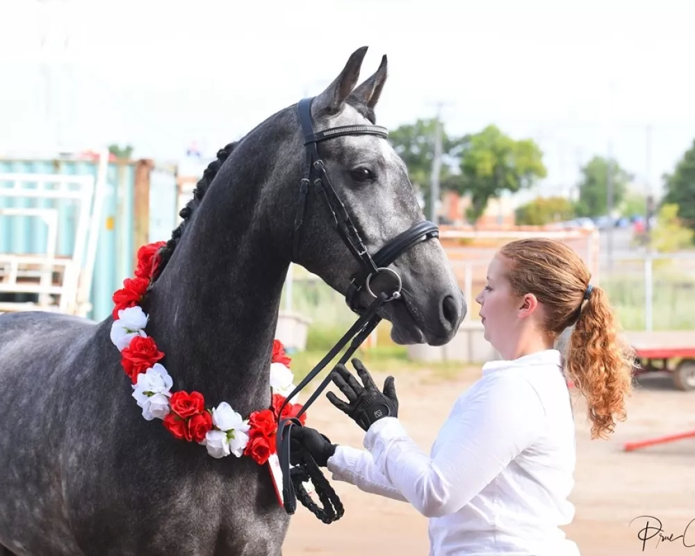 4 yr old Friesian Arab