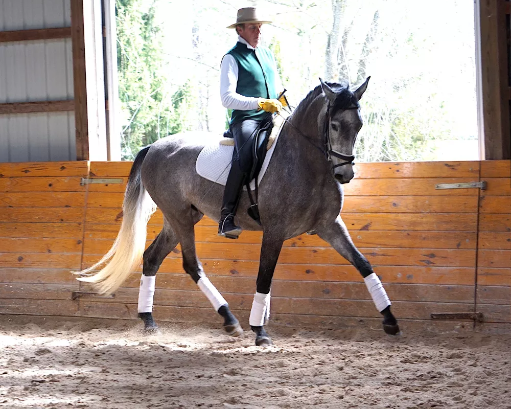 Andalusian Gelding Performing Shoulder-in
