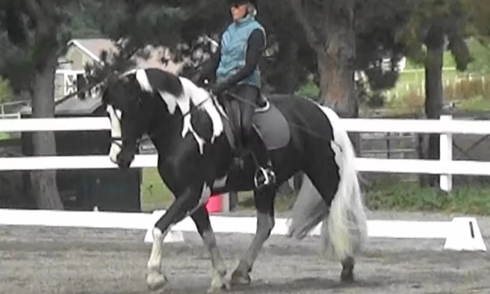 Black Pinto 16.2 Gypsy Cross 2nd/3rd Level Dressage Gelding