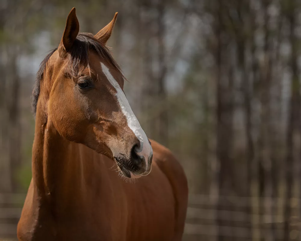 April 2020 headshot
