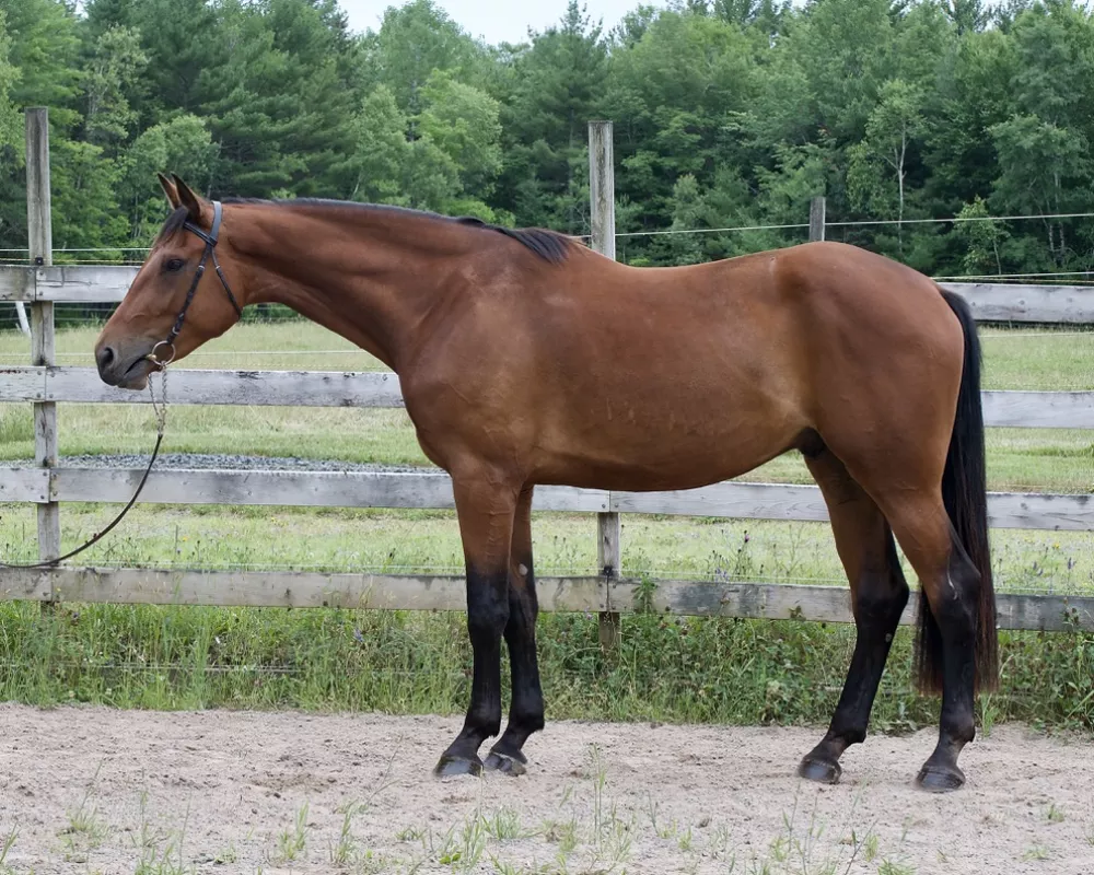 Maestro NSN, 3 years old