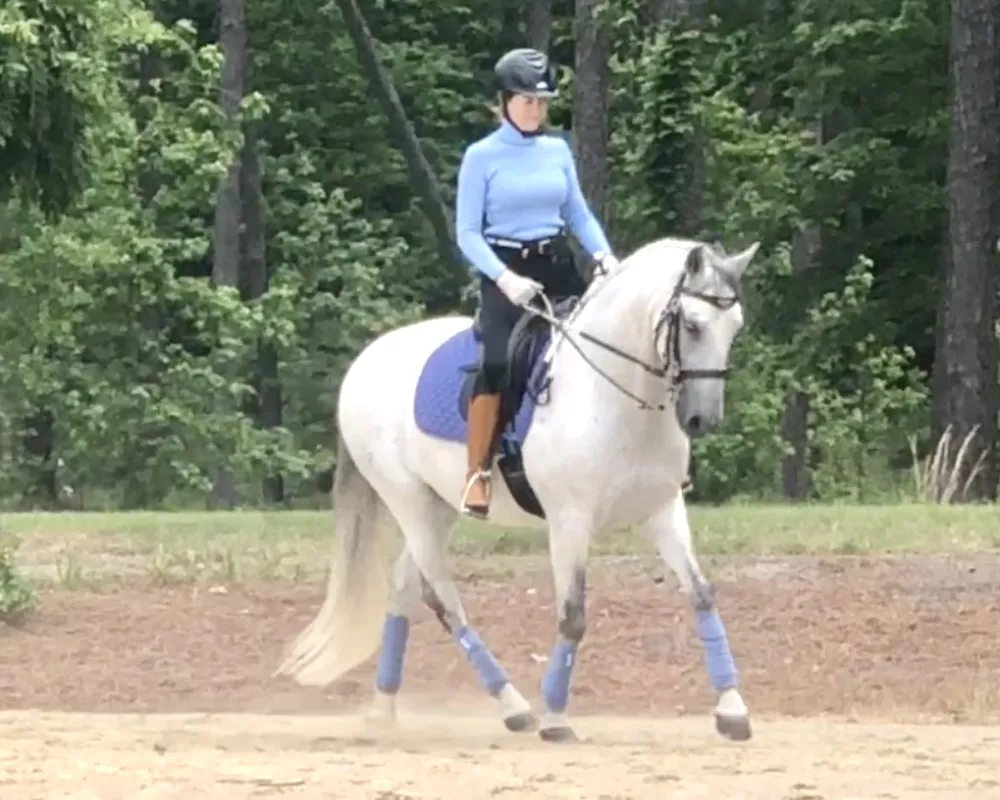 Can be ridden in a double bridle or snaffle