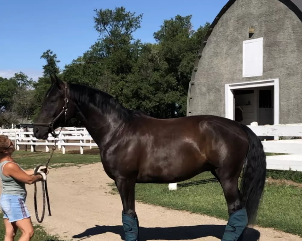 Gorgeous black gelding