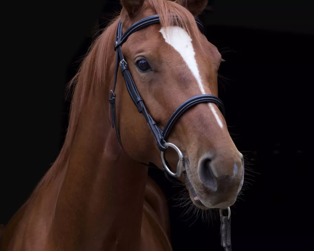 Don Franque is a stunning Oldenburg mare who earned Premium Filly with a high score of 8.2 at her Oldenburg Inspection. Don Franque won first place at her first schooling show as a yearling in hand (63.0), and first place as a yearling at her first USDF Prospects In-Hand with a score of 73.9.  “Franqui” is easy to train, masters new skills rapidly, and loves learning. She lunges, free lunges, works with and without side reins in building collection, extension, and smooth transitions. Under saddle, Don Franq