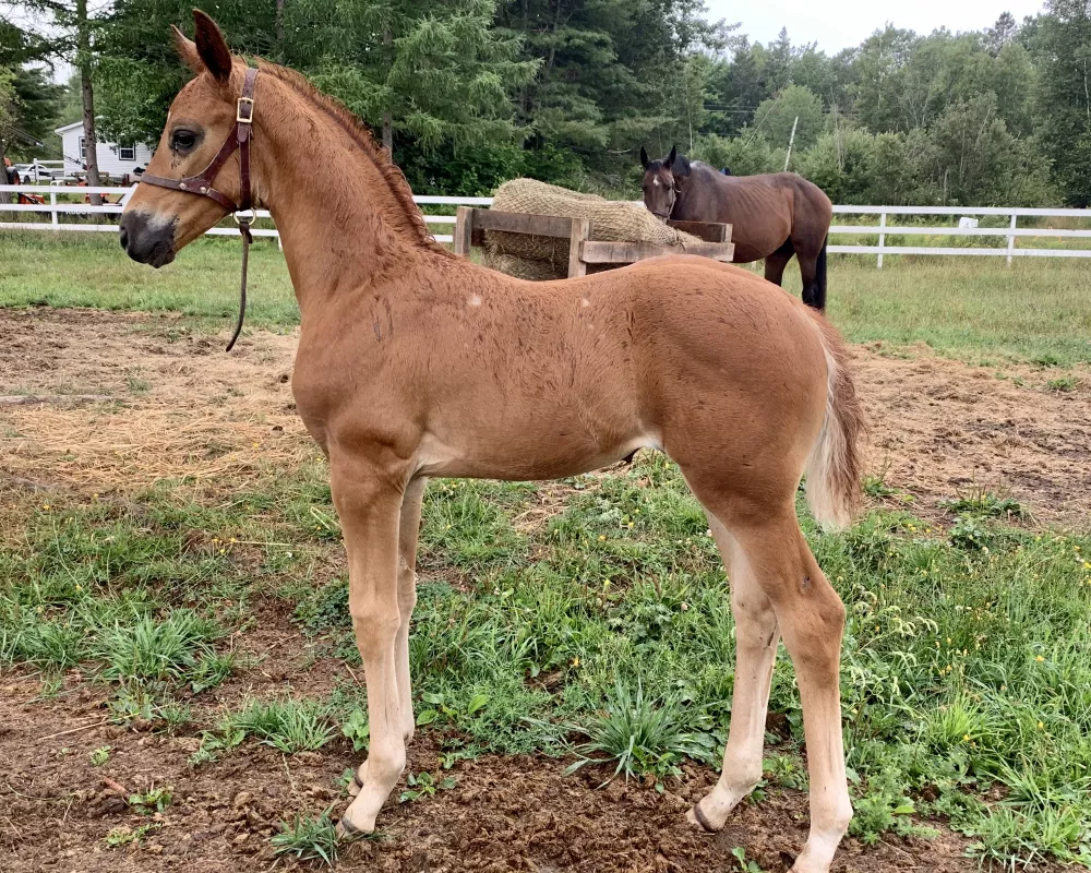 Conformation shot 3 weeks old