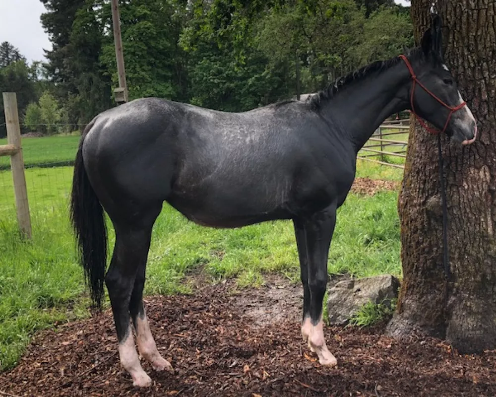 PRICE REDUCED Stunning Forward Jumping - Cross Country - Dressage Prospect