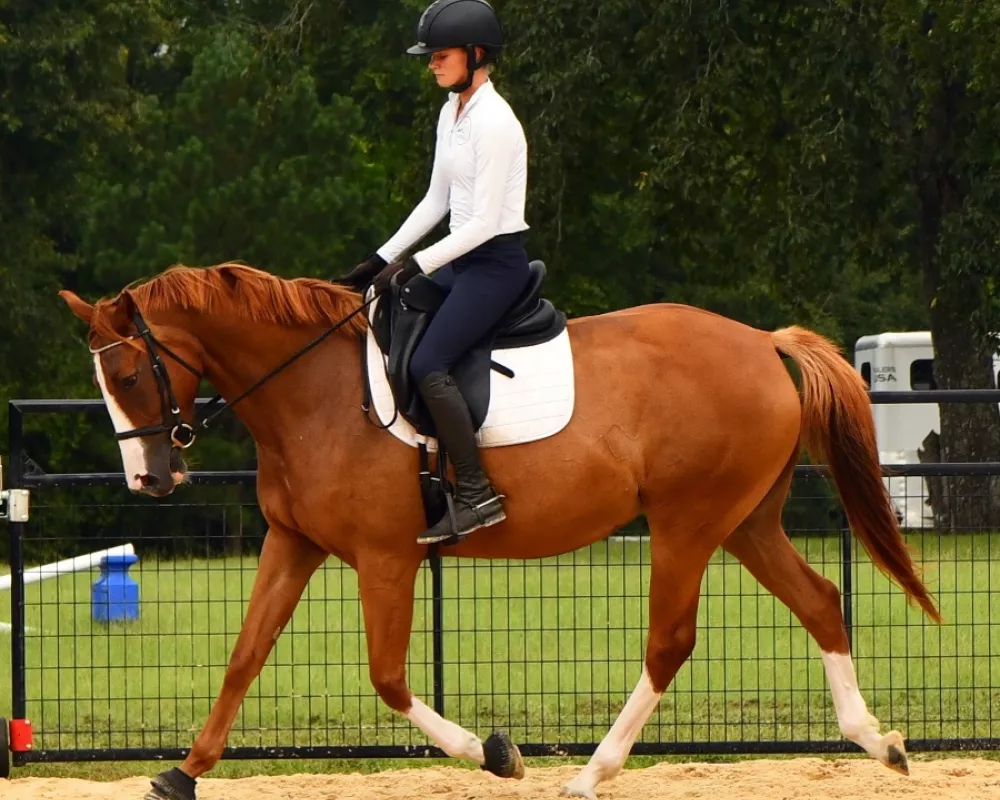 Bernadette KBF - 16h RPSI 5 y/o mare for sale in Aiken, SC