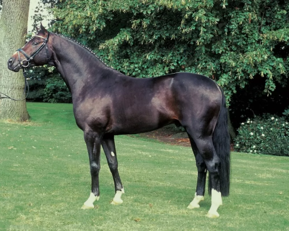 Hendrix' sire Harvard 