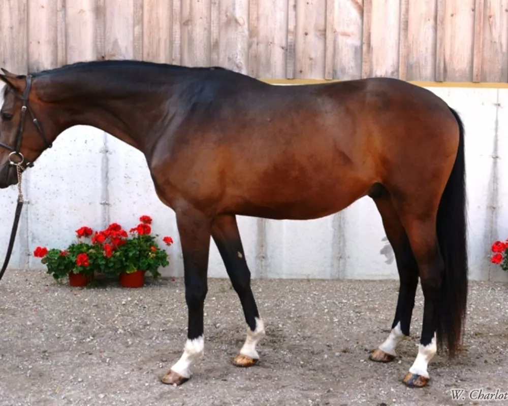 TOP jumper/derby prospect
