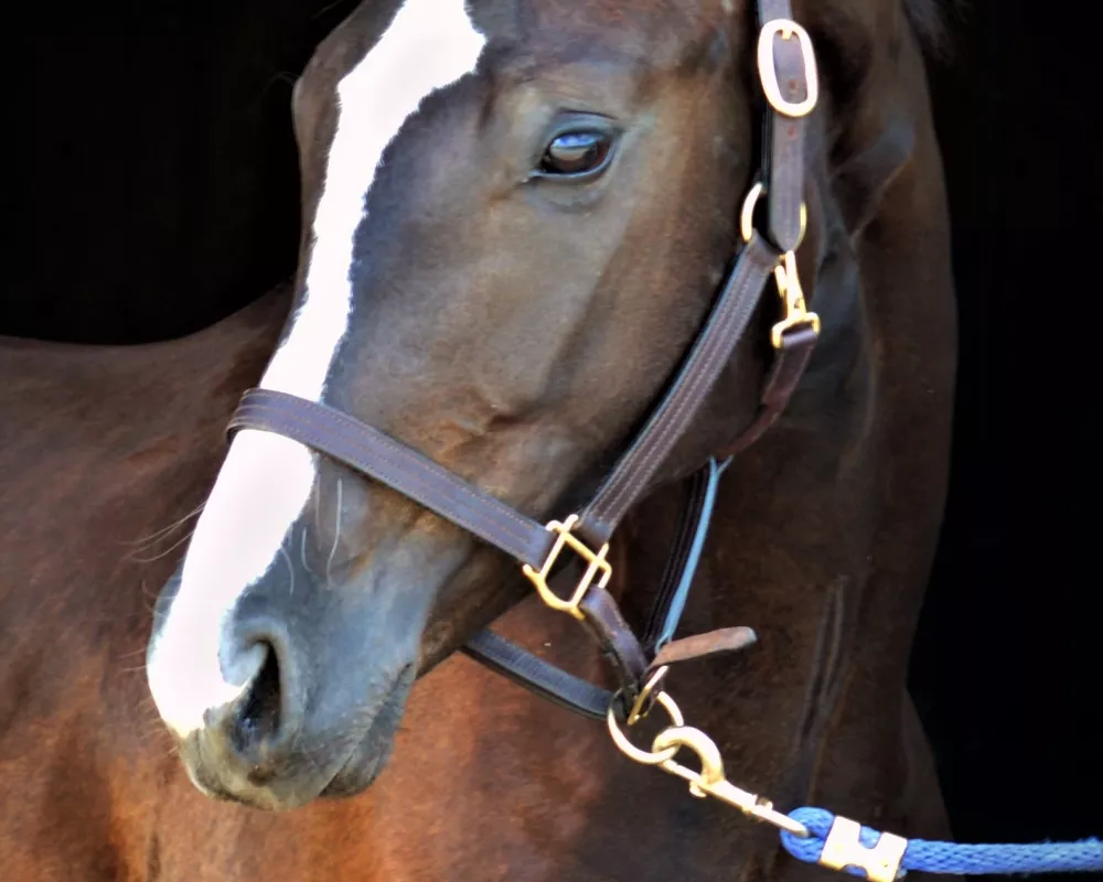 Sir G - 2018 dark bay gelding by the fantastic stallion Sir Gregory 