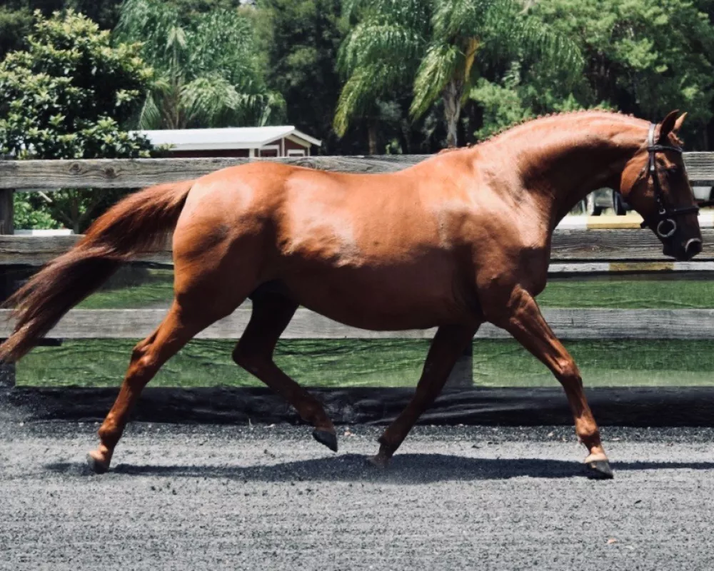 Lalique proven Trakehner broodmare
