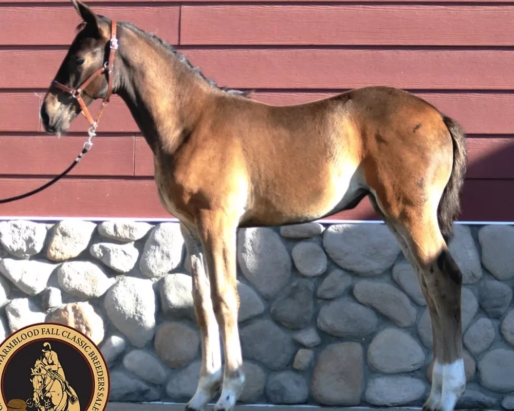 Lyonesse is an outstanding filly who has Grand Prix pedigree