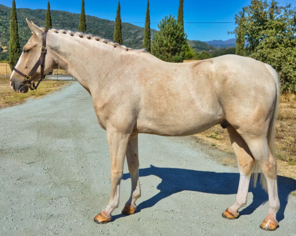 palomino warmblood for sale