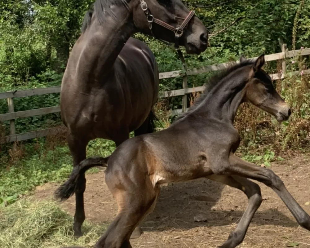Canter