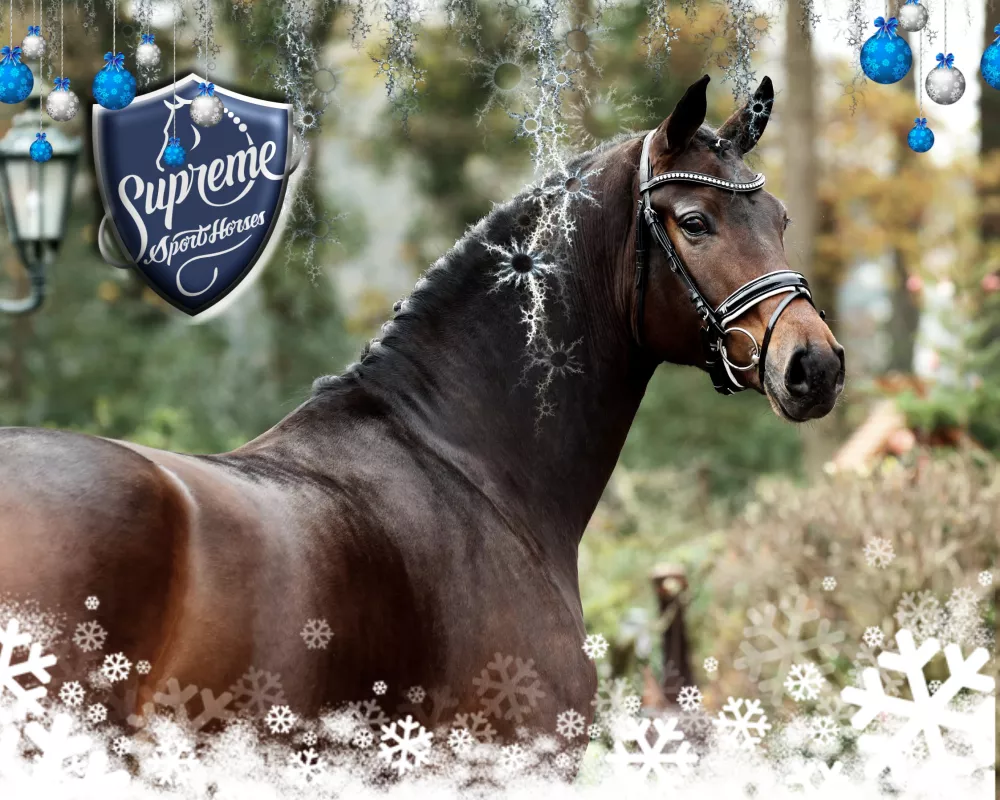 SupremeSportHorses