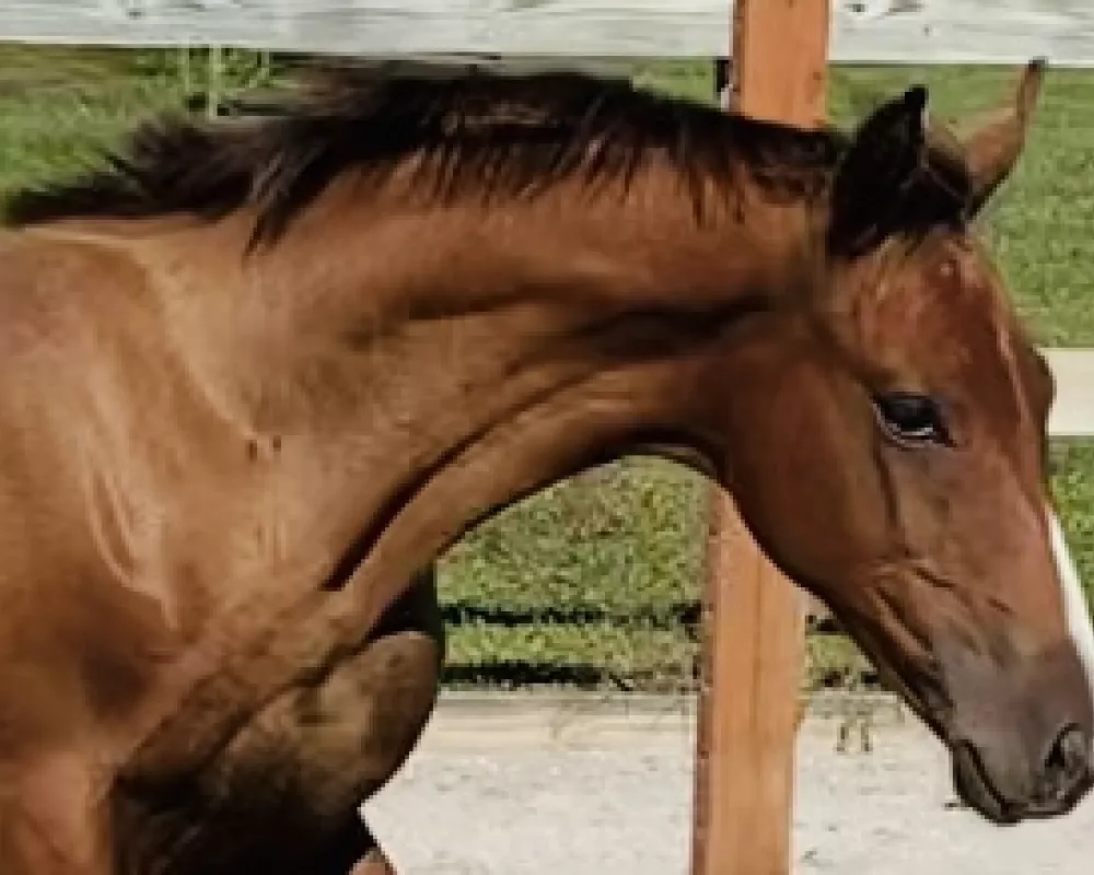 2020 Bliss MF Colt