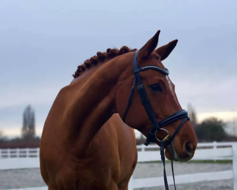 Penny head shot