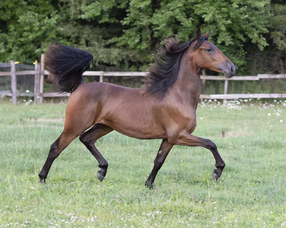 Ember Friesian Sport Horse filly