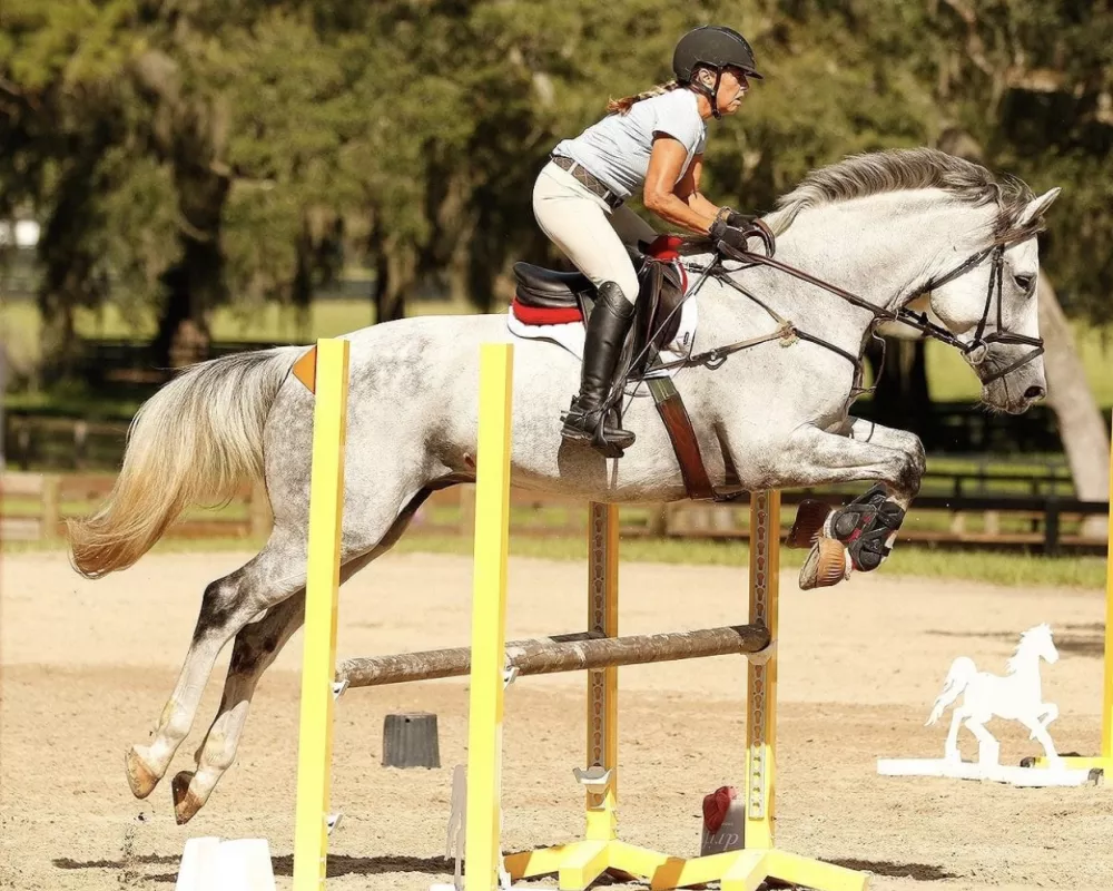 Jumper/Equitation/Dressage