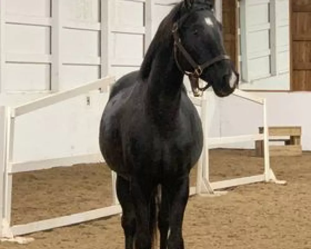 Three year old Renegade HHF
