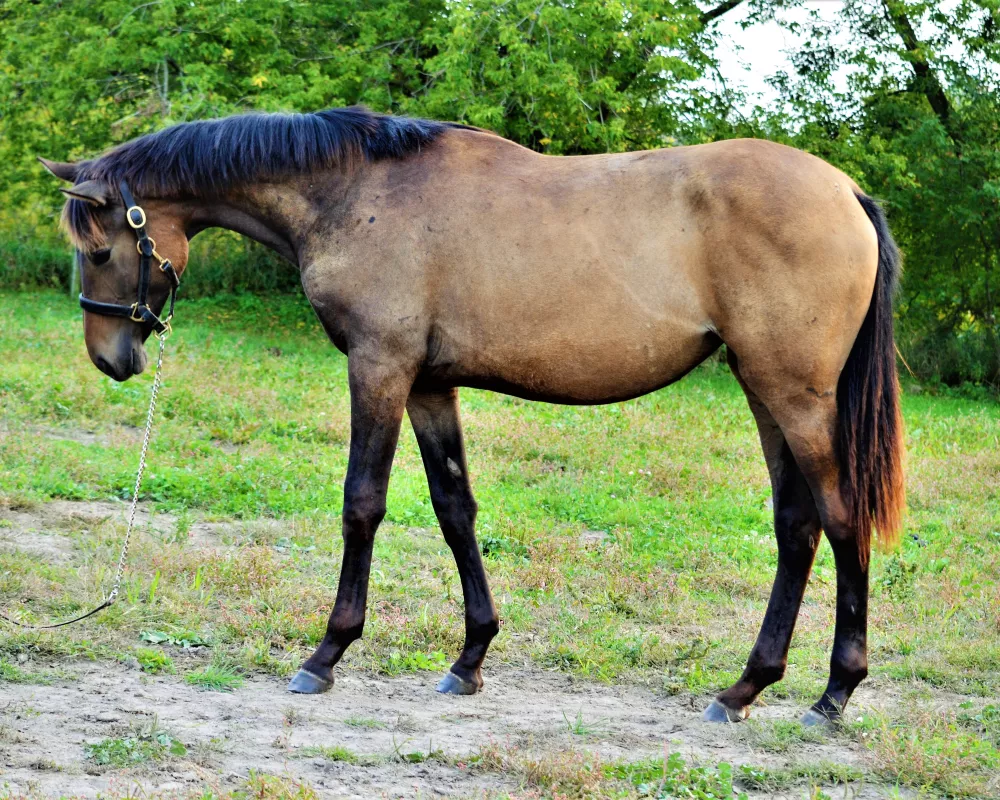Primrose/Pippa yearling conformation 