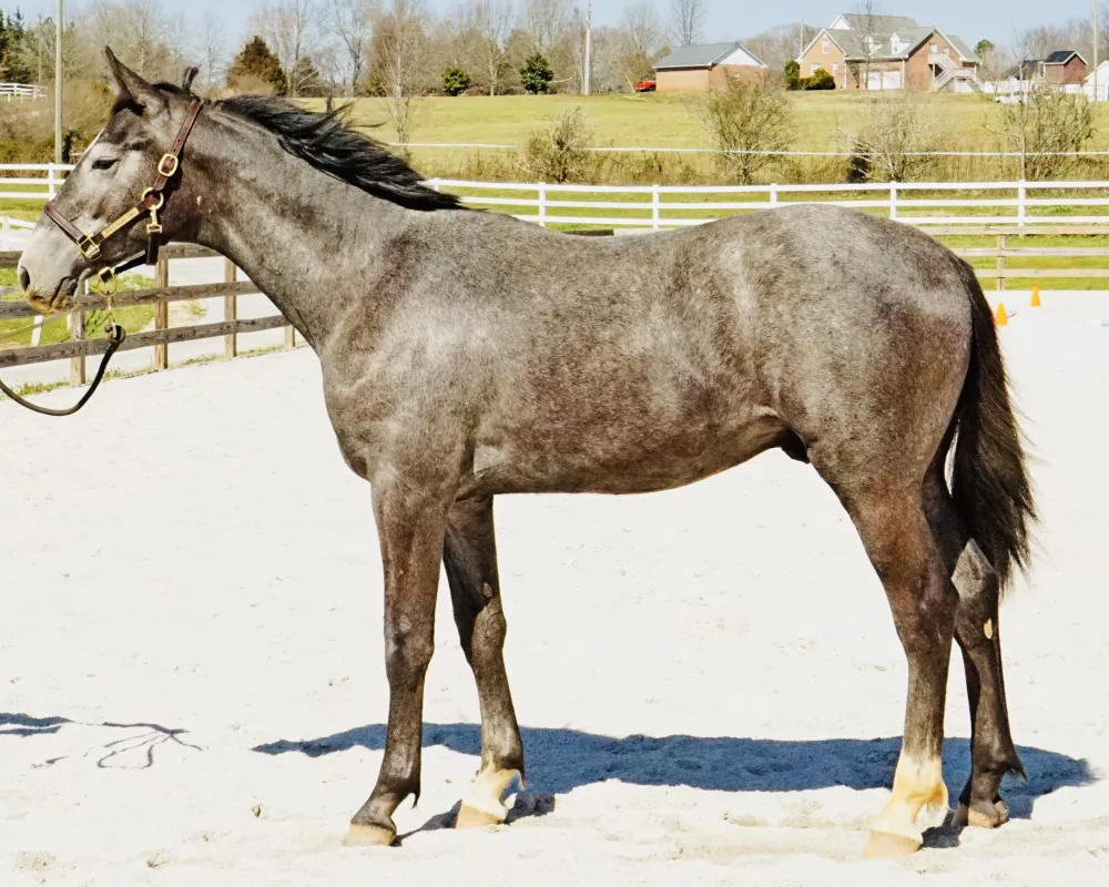 2020 KWPN Colt Confirmation Picture Left