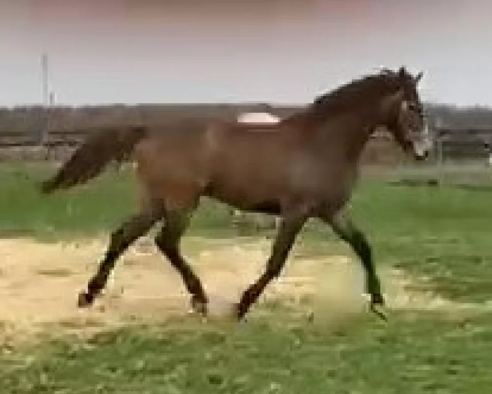 Cir Maximus Ext. Trot April 21 #1
