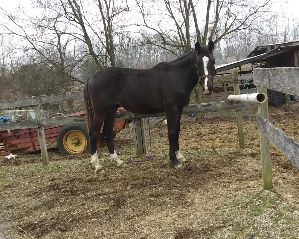 3 year old Ferro gelding