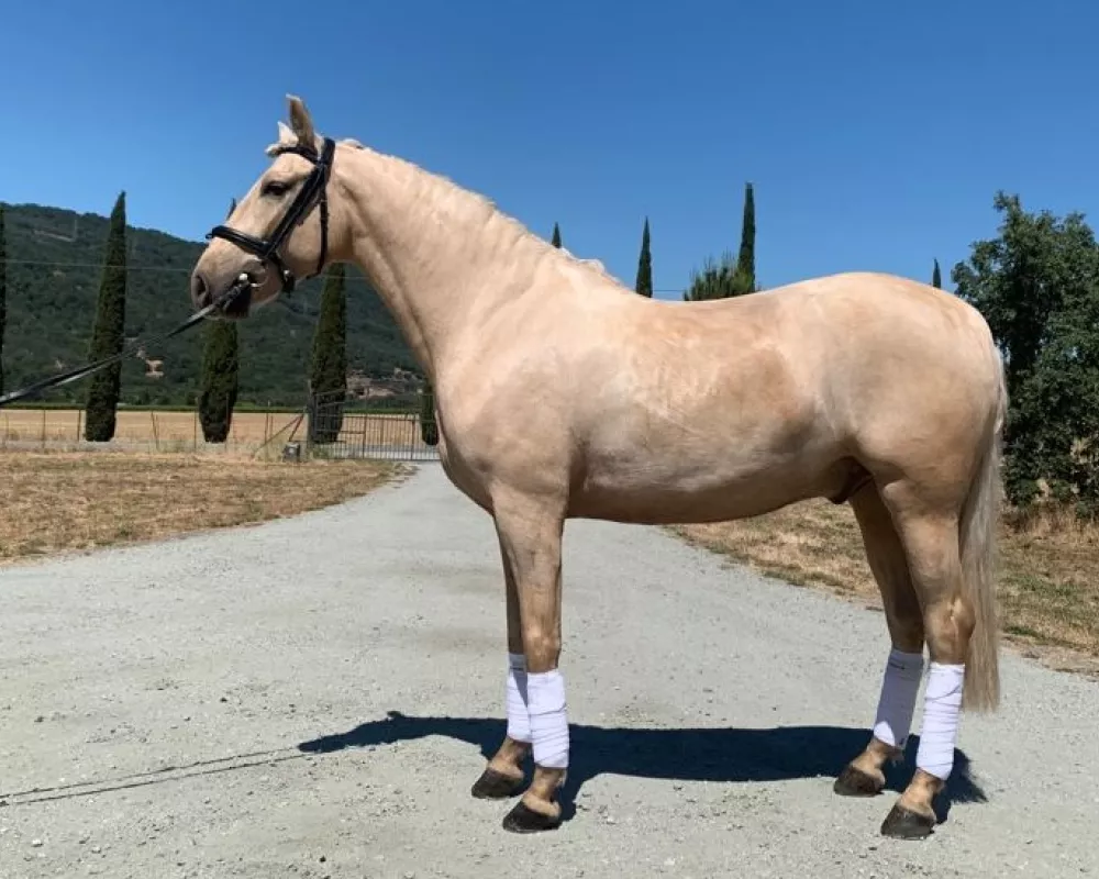 palomino andallusian pre for sale in California