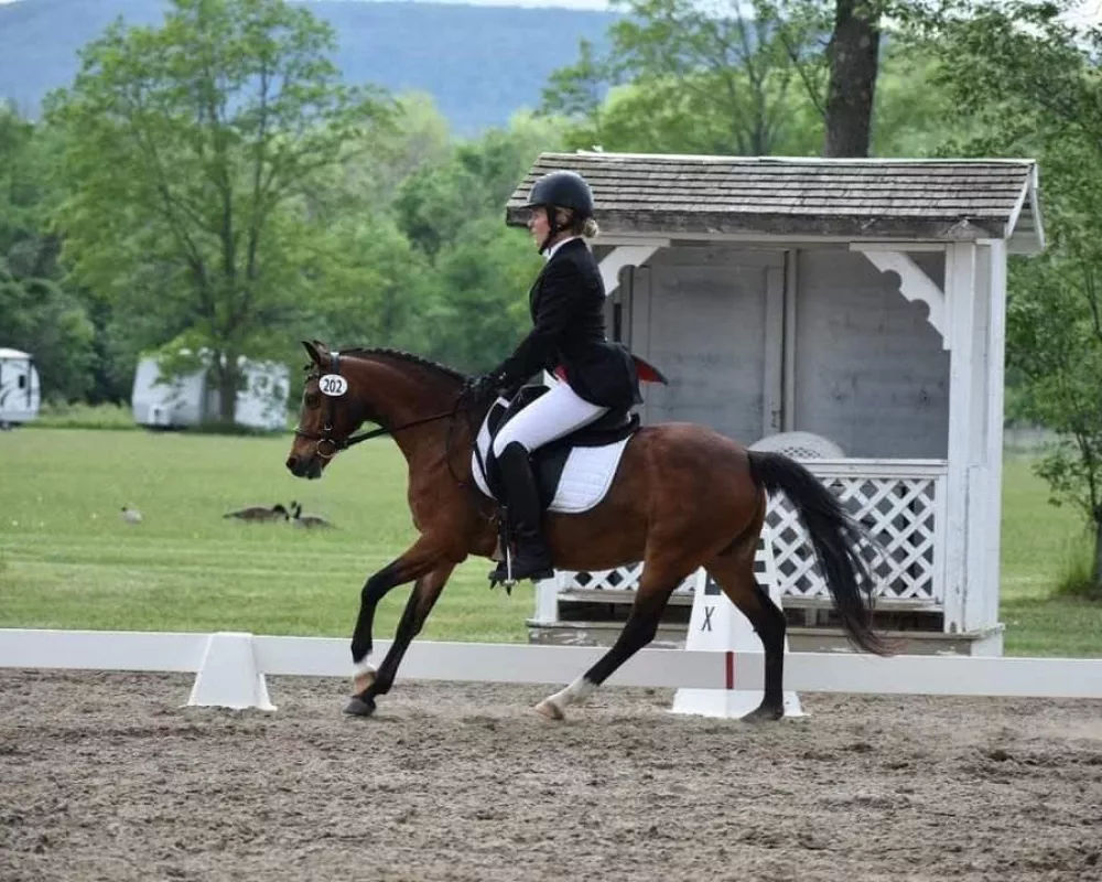 Talented dressage pony 