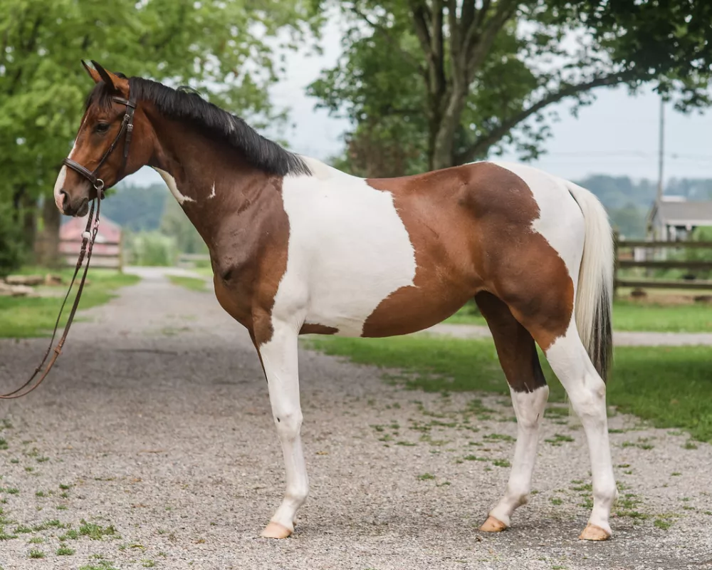 Inga - 3/4 warmblood