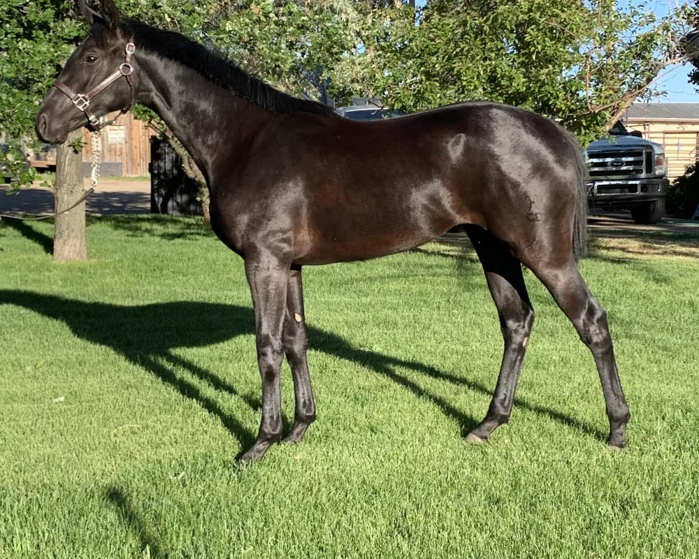 Fiesta as yearling