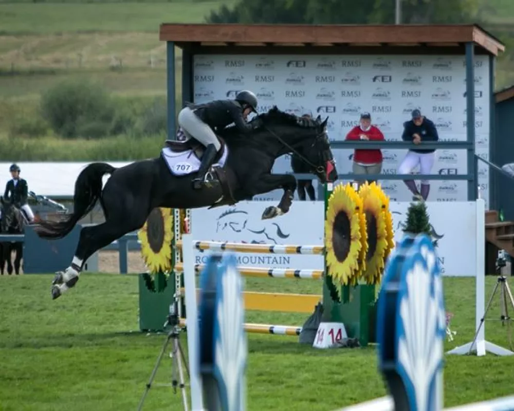 Jethro Tull KWPN Jumper stallion