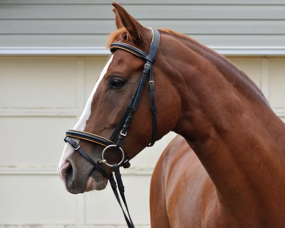 Arroyo, 7 years old, Andalusian