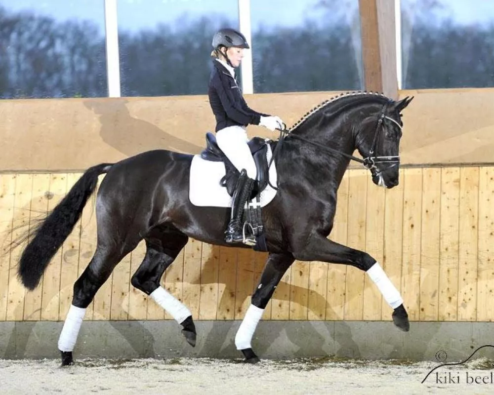 Finest (Furstenball x Wie Weltmeyer)