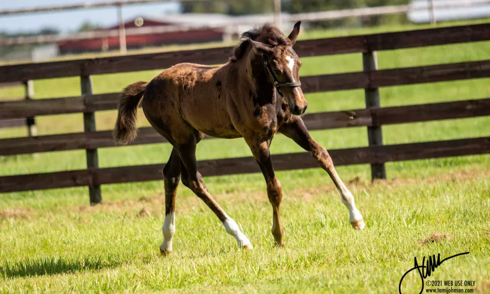 Raya - future dressage star!