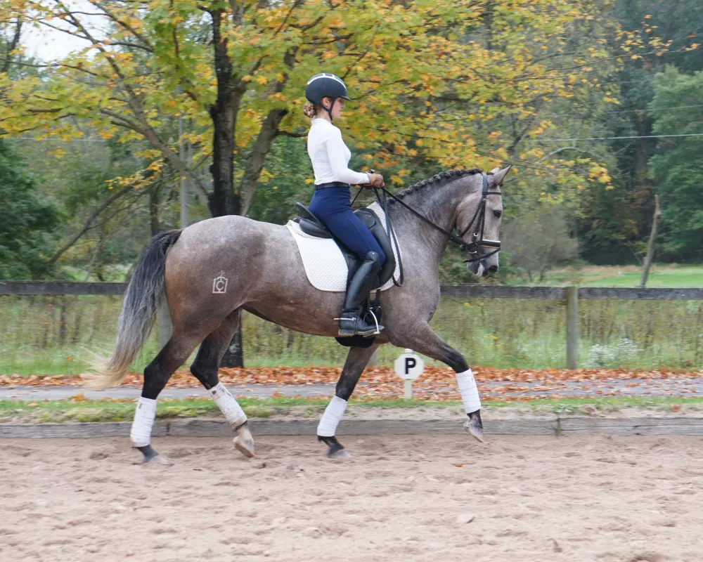 Gray mare trotting