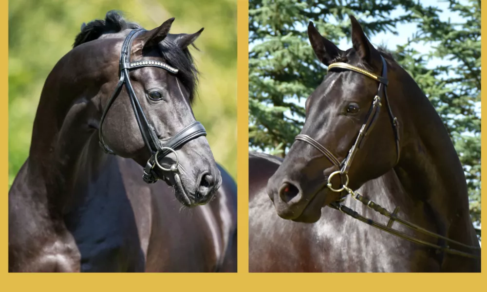 head shots of sire and dam