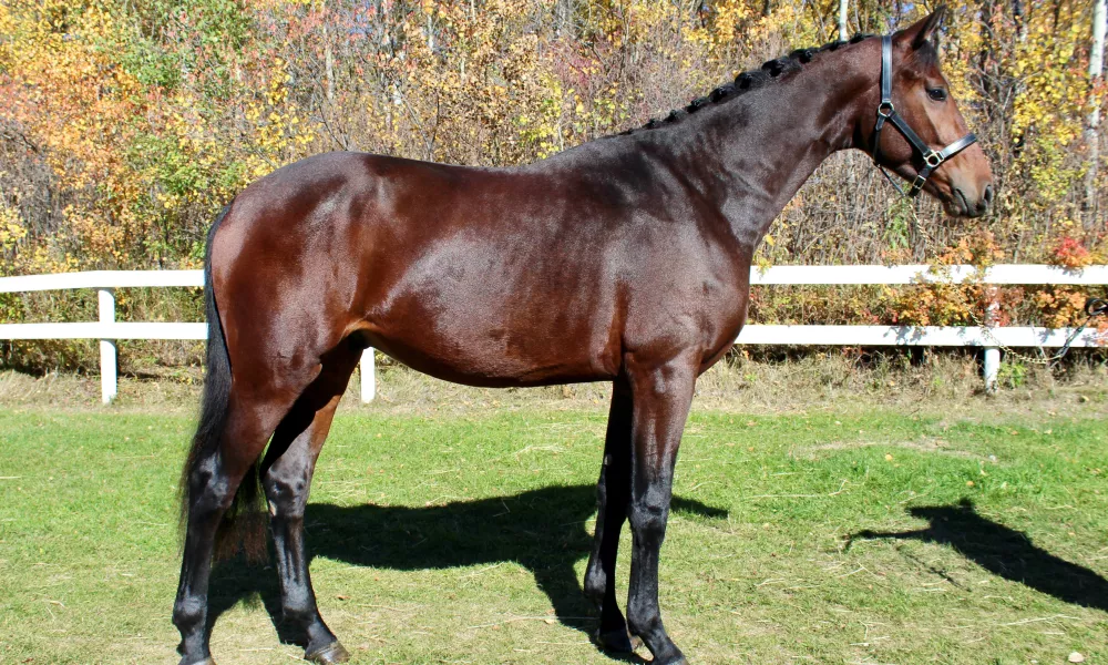 Dressage Horse, Royal Pedigree, Approved Stallion