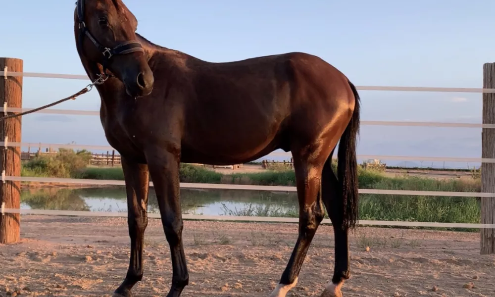 2020 Lord Leatherdale Colt