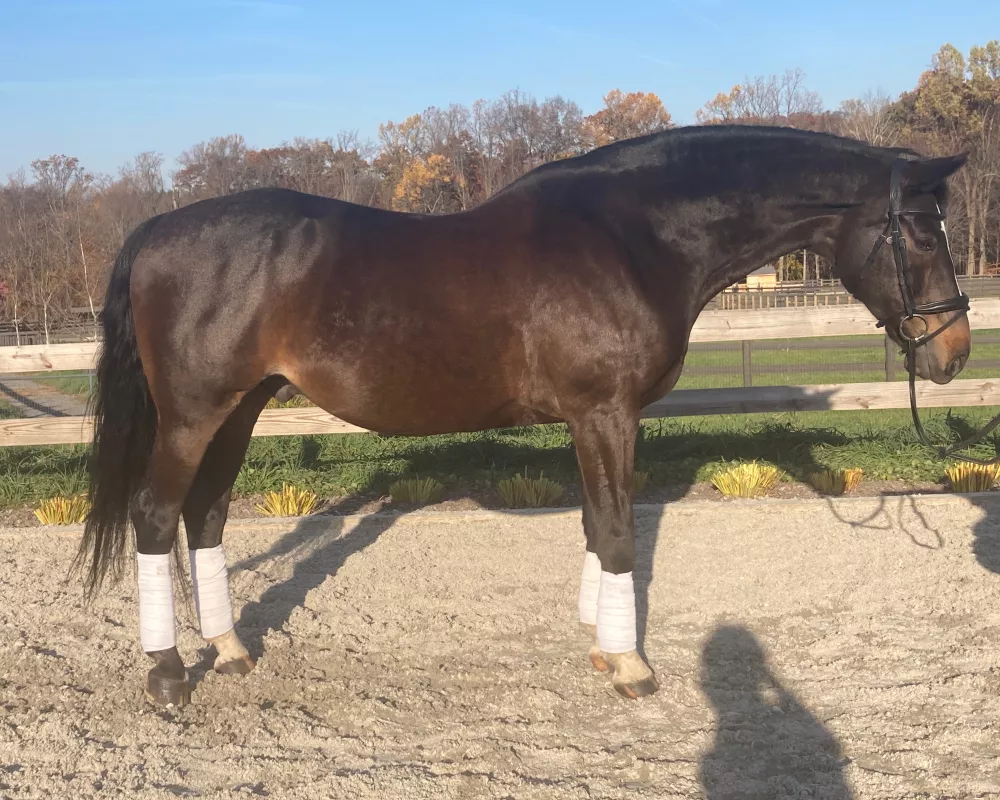 Caruso side profile