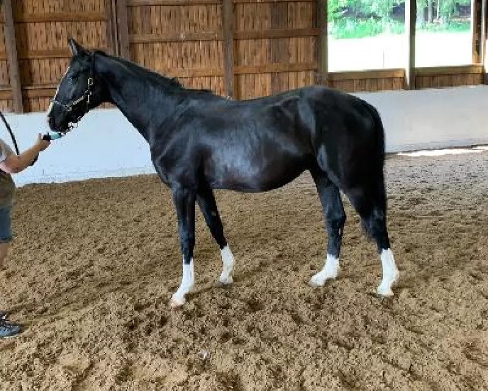 A true Reflection of this colts sire Rascalino
