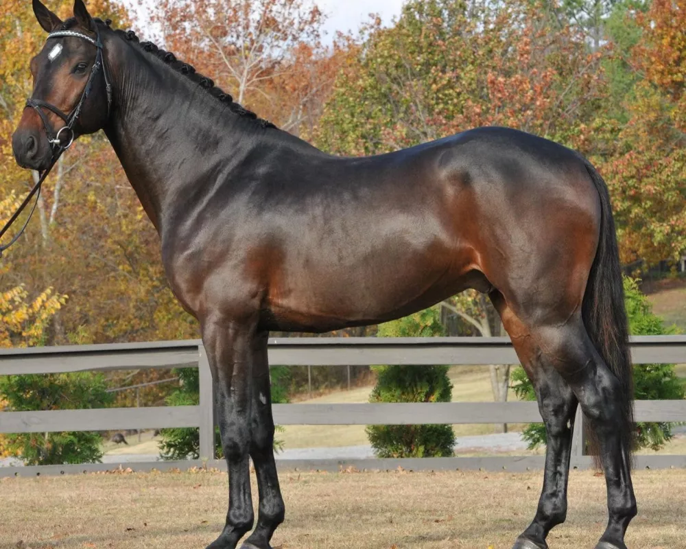 Sire Confirmation - Contratto (HOL) Contendro/Lord/Caletto II